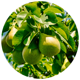Organic_Pears